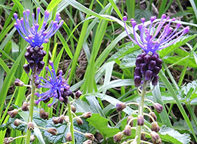 Muscari à toupet