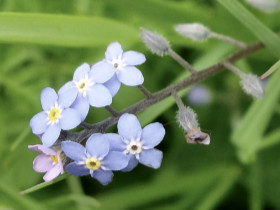 Myosotis