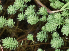 Myriophylle aquatique