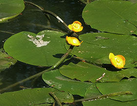 Nénuphar jaune