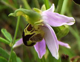 Ophrys abeille