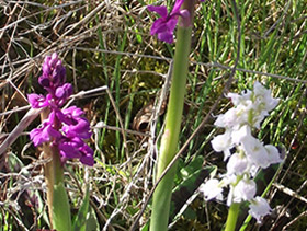 Orchis mascula