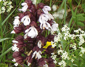 Orchis pourpre