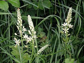 Ornithogale des Pyrénées