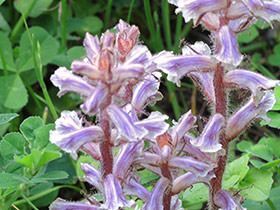 Orobanche