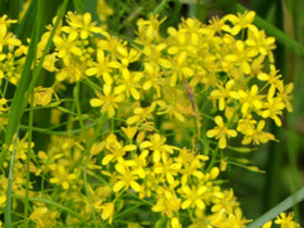 Pastel des teinturiers