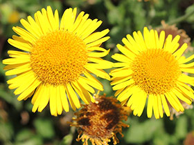 Pulicaire dysentérique