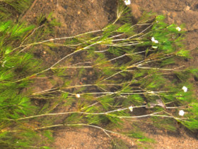 Renoncule des rivières