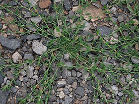 Renouée des oiseaux