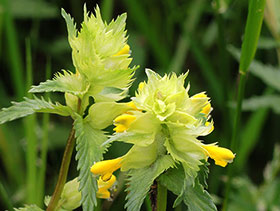 Rhinanthe crête de coq