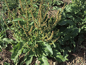 Rumex