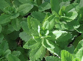 Sedum