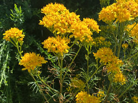 Séne&ccedil;on à feuilles d'Adonis