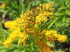 Solidago, ou Verge d'or