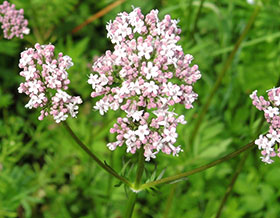 Valériane officinale