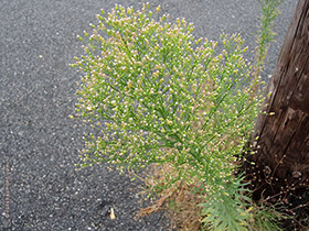 Vergerette du Canada