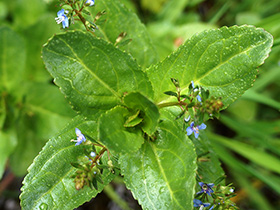 Véronique des ruisseaux