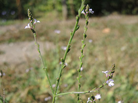 Verveine officinale
