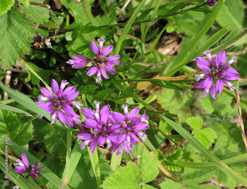 Polygala commun