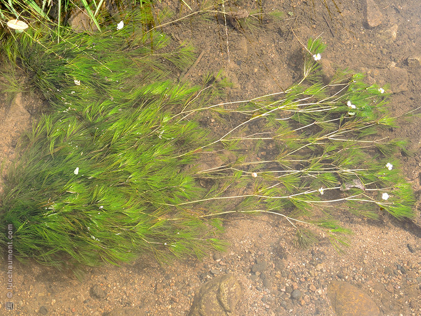 Renoncule des rivières