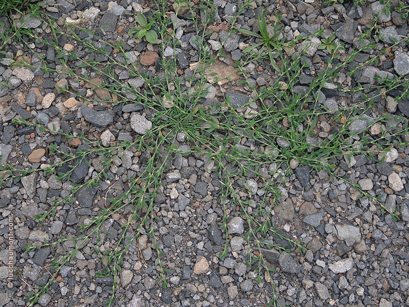 Renouée des oiseaux