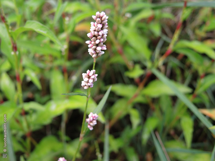 Renouée persicaire