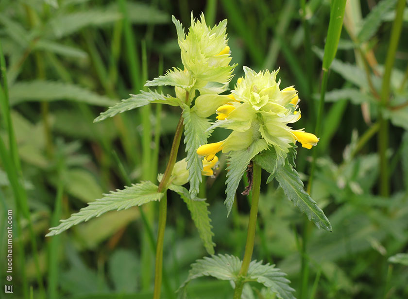 Rhinanthe crête de coq