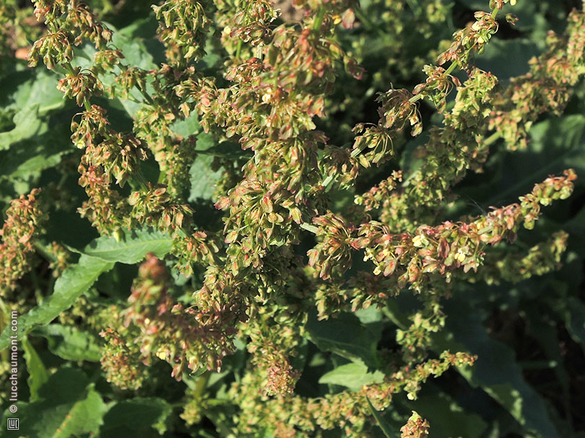 Rumex