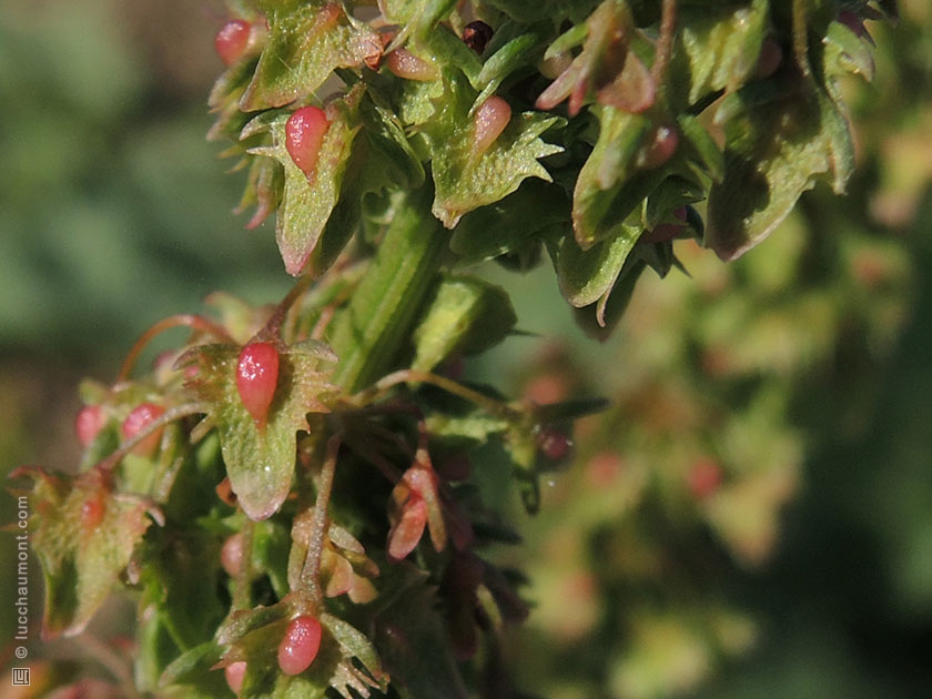 Rumex