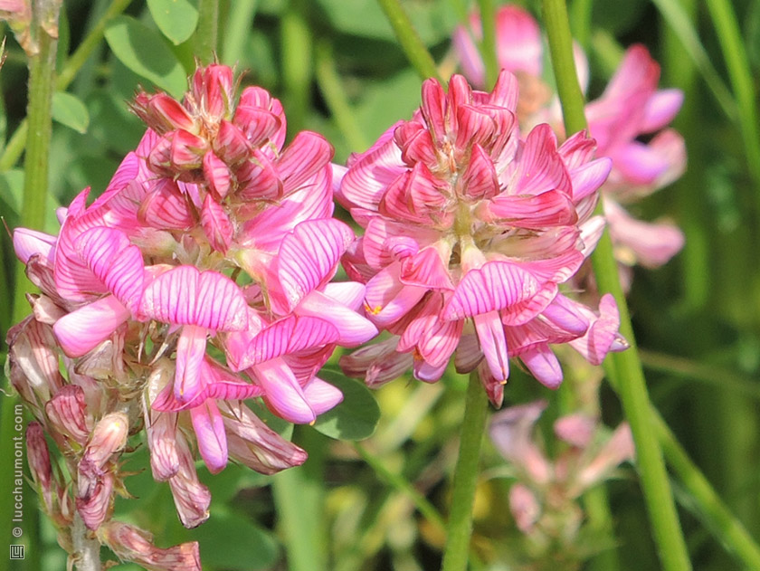Sainfoin