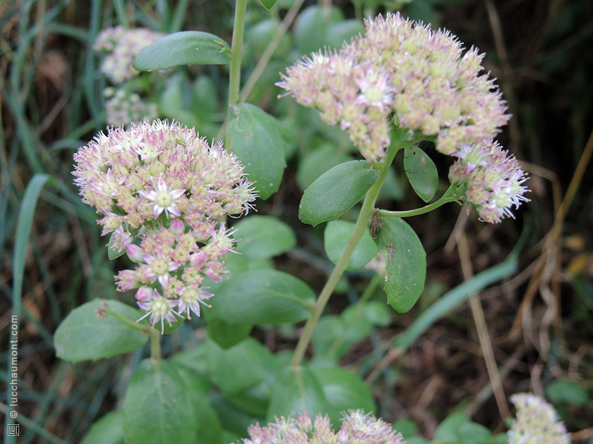 Sedum