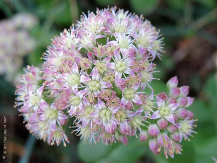 Sedum