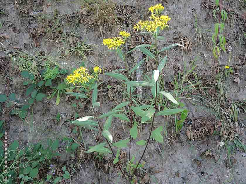 Séne&ccedil;on de Fuchs