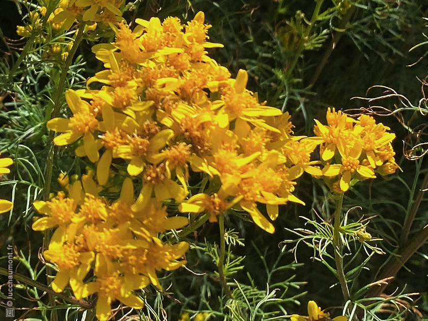 Séne&ccedil;on à feuilles d'Adonis