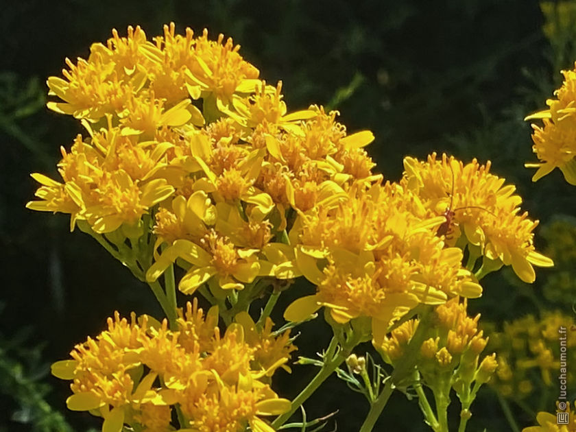 Séne&ccedil;on à feuilles d'Adonis