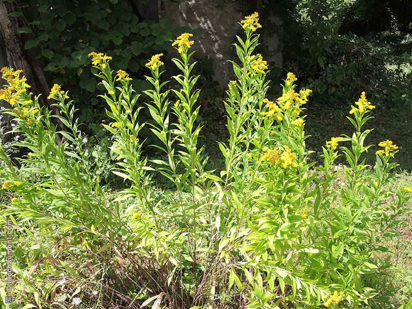 Solidago, ou Verge d'or