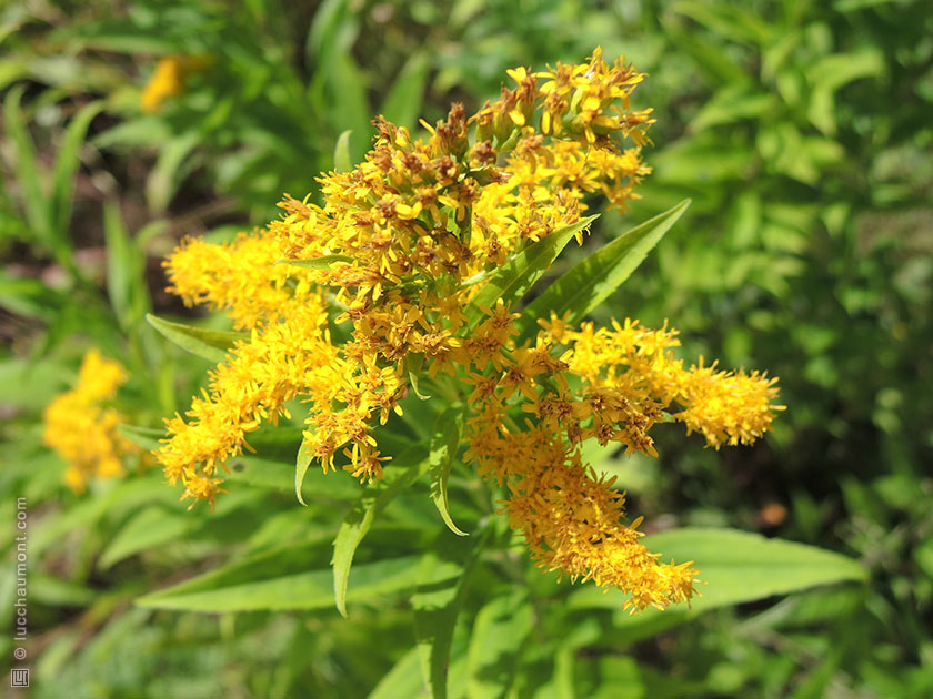 Solidago, ou Verge d'or