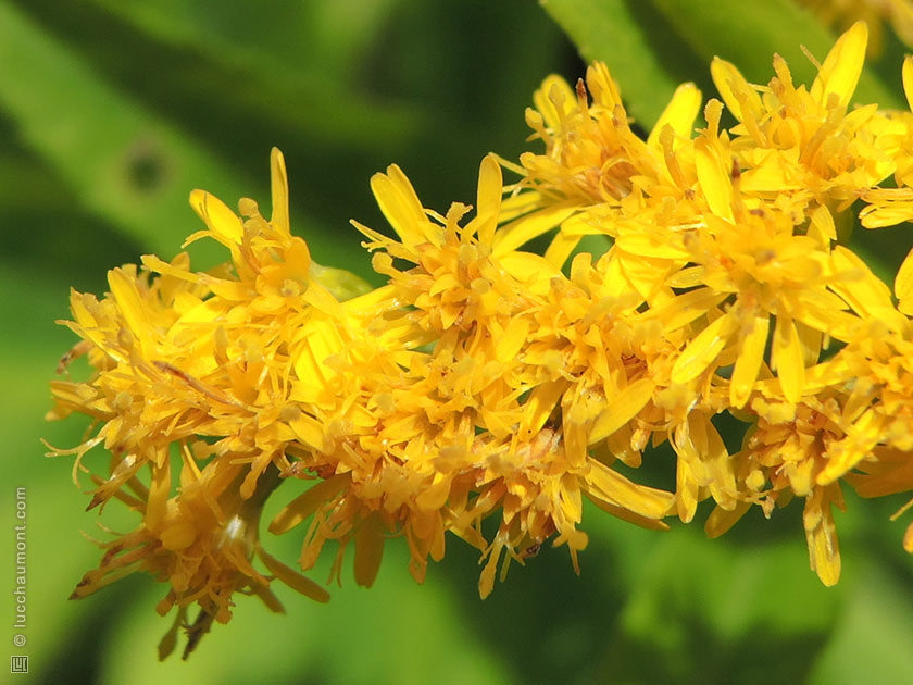 Solidago, ou Verge d'or