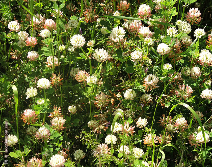 Trèfle blanc