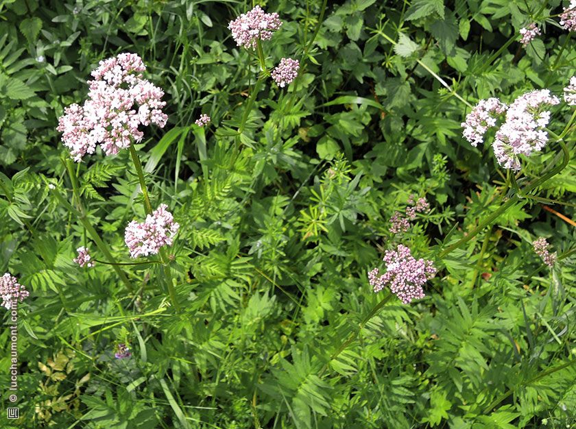 Valériane officinale