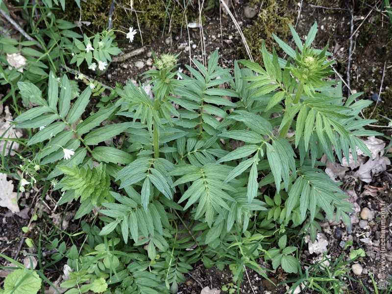 Valériane officinale