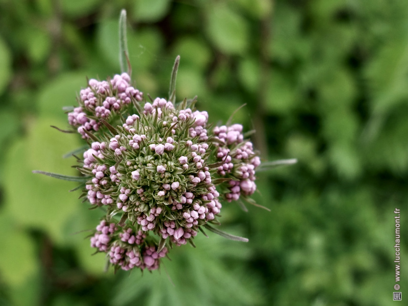 Valériane officinale