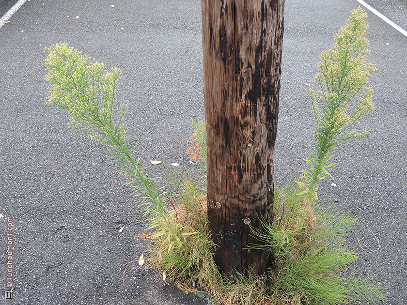 Vergerette du Canada