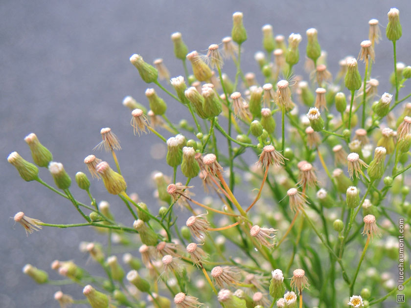 Vergerette du Canada