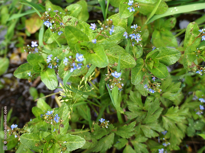 Véronique des ruisseaux