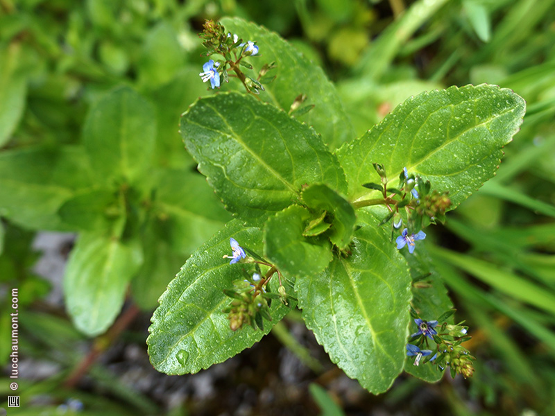 Véronique des ruisseaux