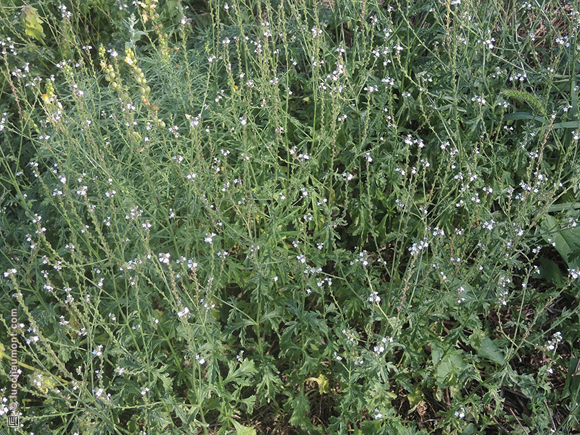 Verveine officinale