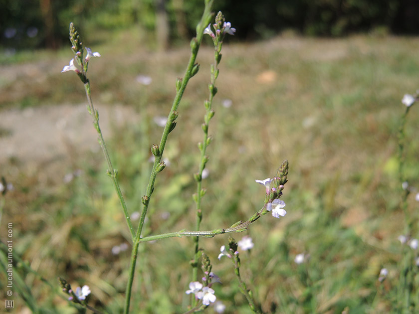 Verveine officinale