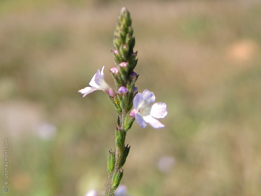 Verveine officinale